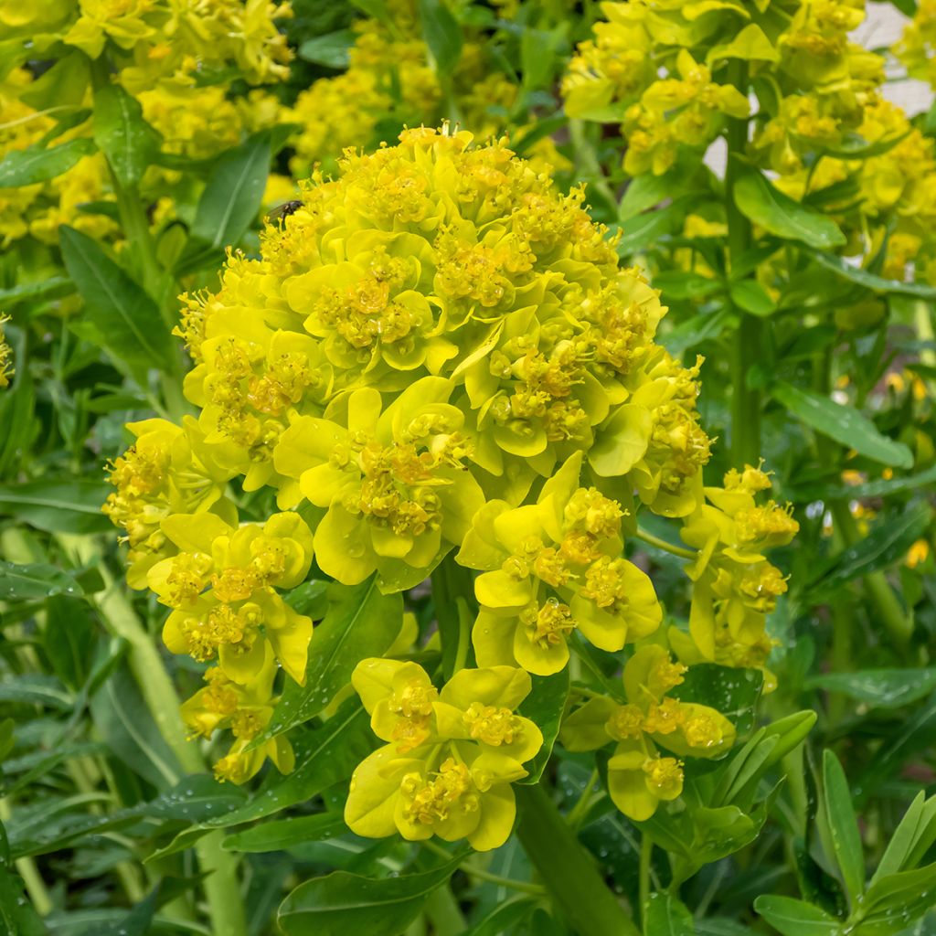 Euphorbia palustris - Lechetrezna de pantano