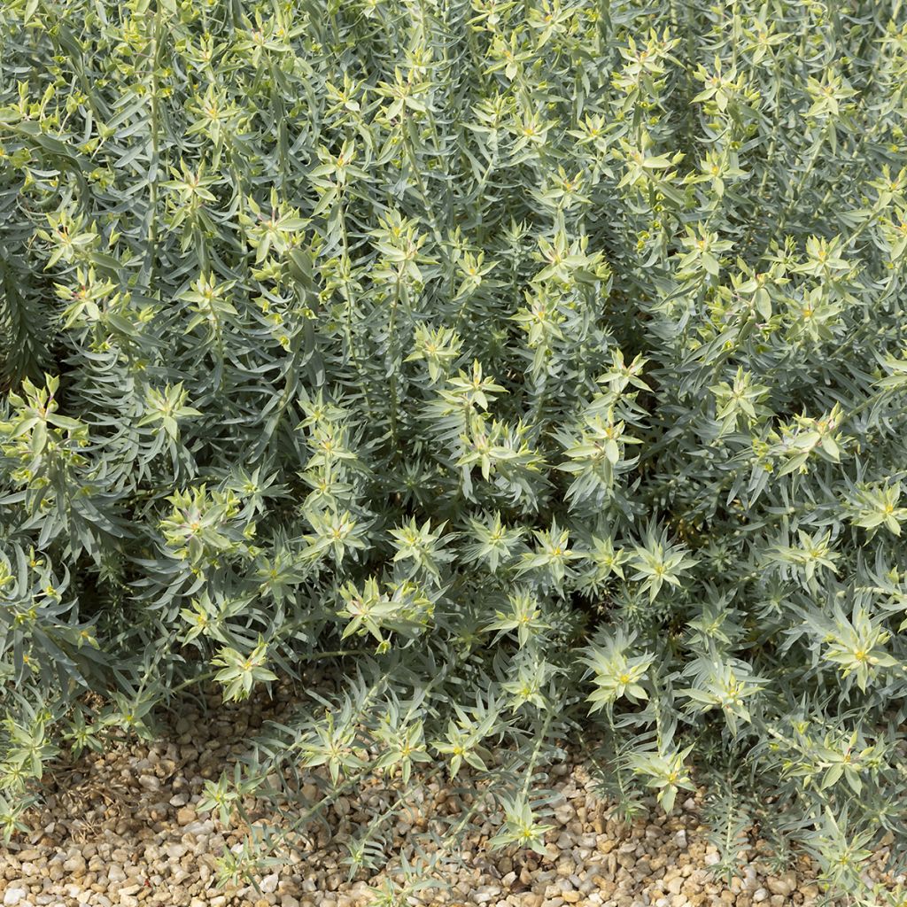 Euphorbia pithyusa - Lechetrezna