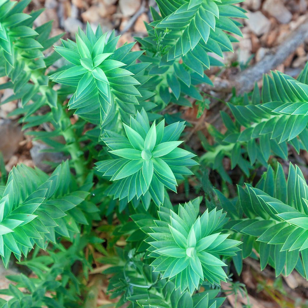 Euphorbia pithyusa - Lechetrezna