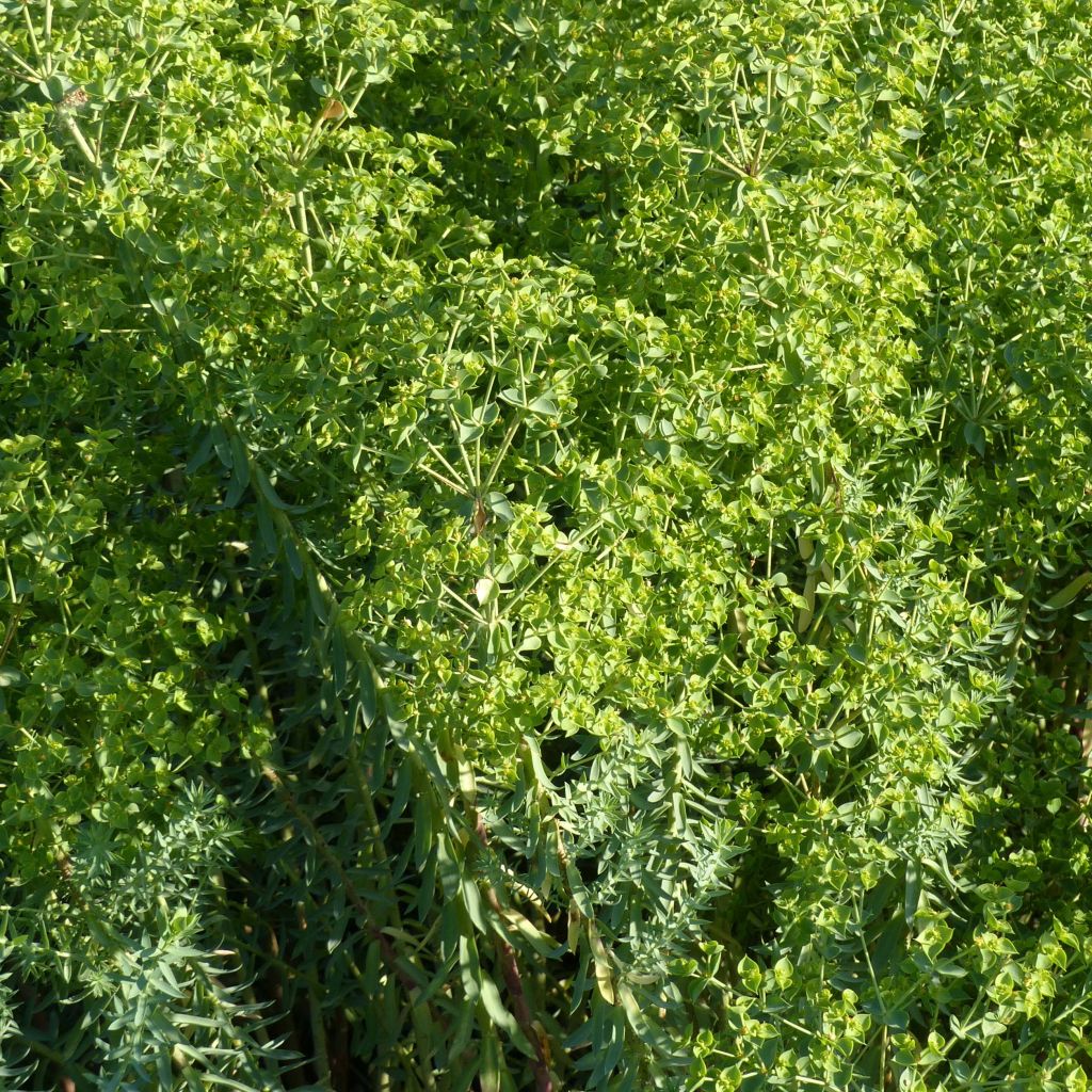 Euphorbia pithyusa subsp. cupanii Ponte Leccia - Lechetrezna