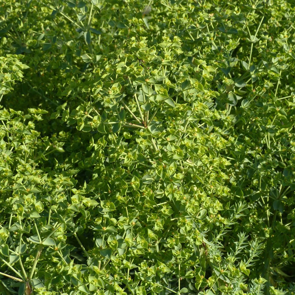 Euphorbia pithyusa subsp. cupanii Ponte Leccia - Lechetrezna