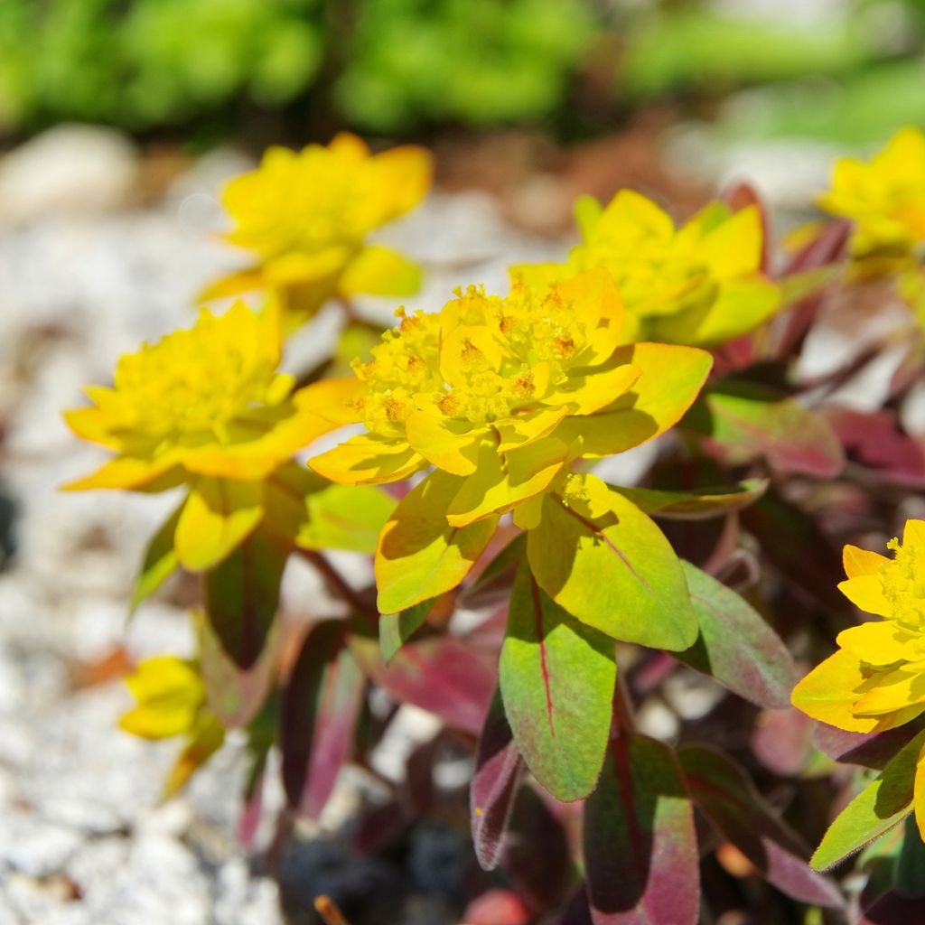 Euphorbia polychroma Bonfire - Lechetrezna