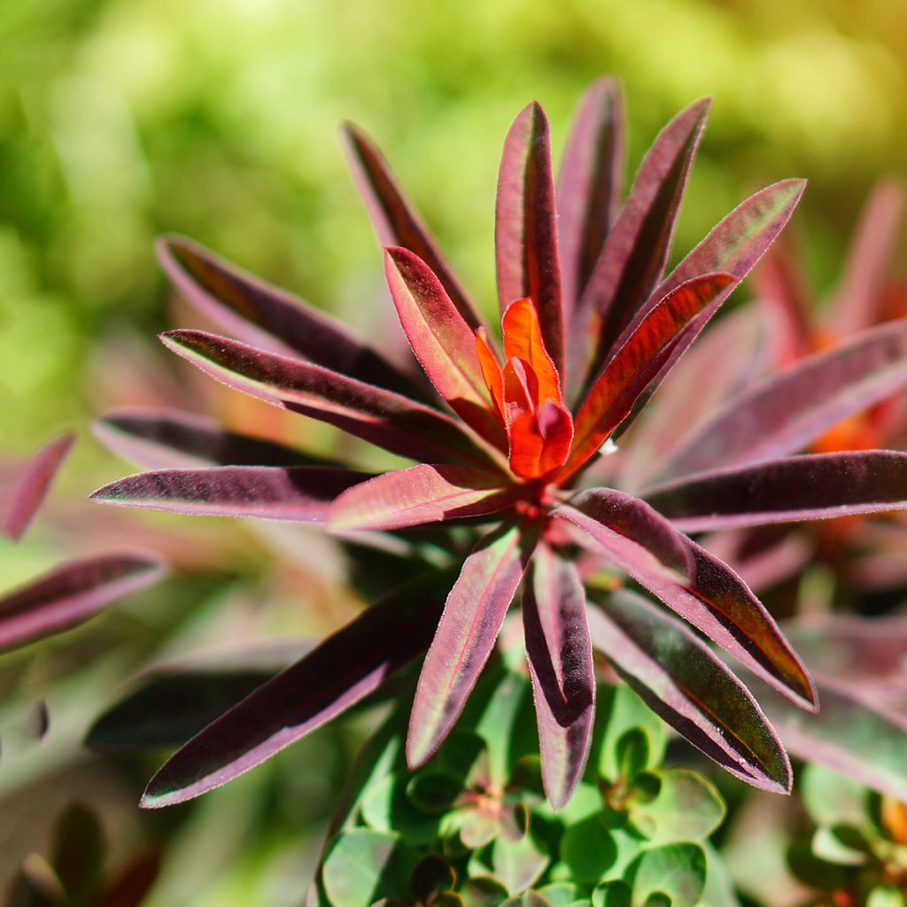 Euphorbia polychroma Bonfire - Lechetrezna