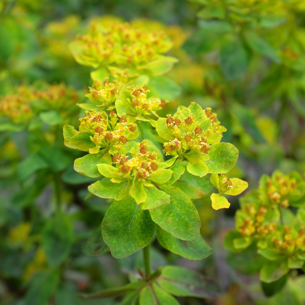 Euphorbia polychroma Bonfire - Lechetrezna