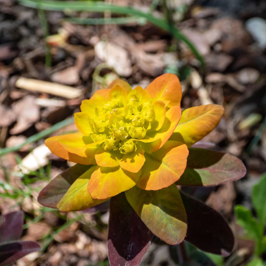 Euphorbia polychroma Bonfire - Lechetrezna