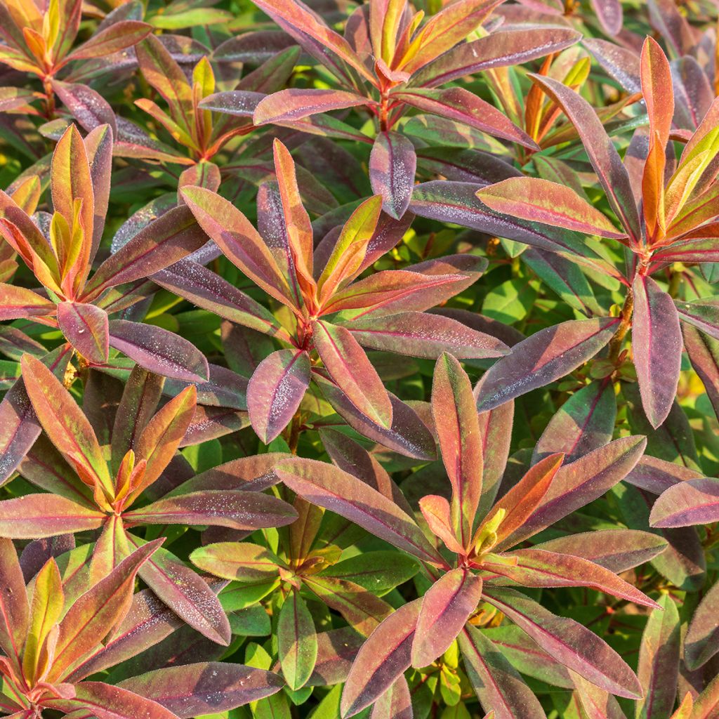 Euphorbia polychroma Bonfire - Lechetrezna