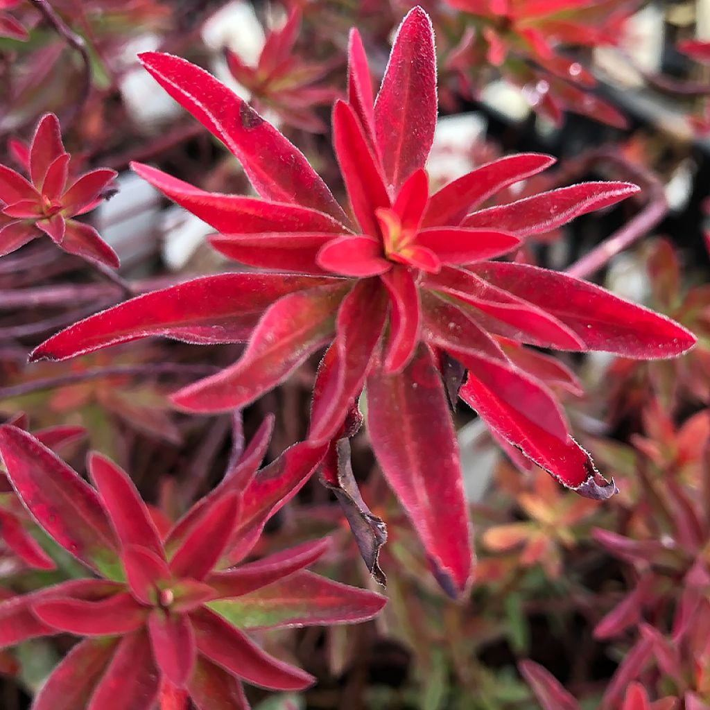 Euphorbia polychroma Bonfire - Euphorbe polychrome