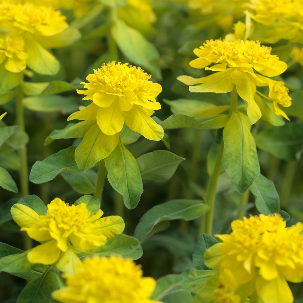 Euphorbia polychroma - Lechetrezna