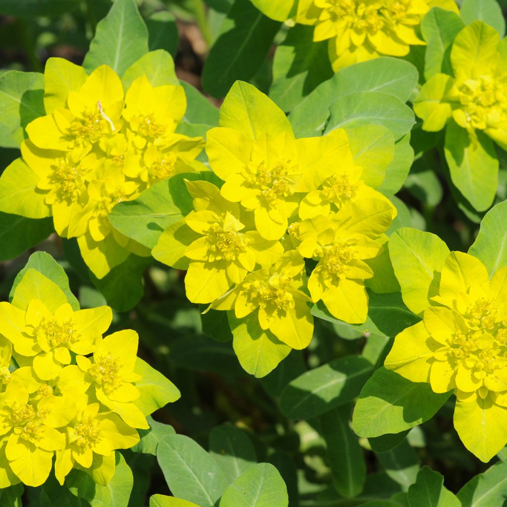 Euphorbia polychroma - Lechetrezna