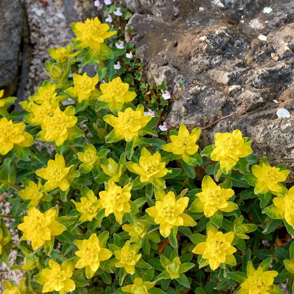 Euphorbia polychroma - Lechetrezna