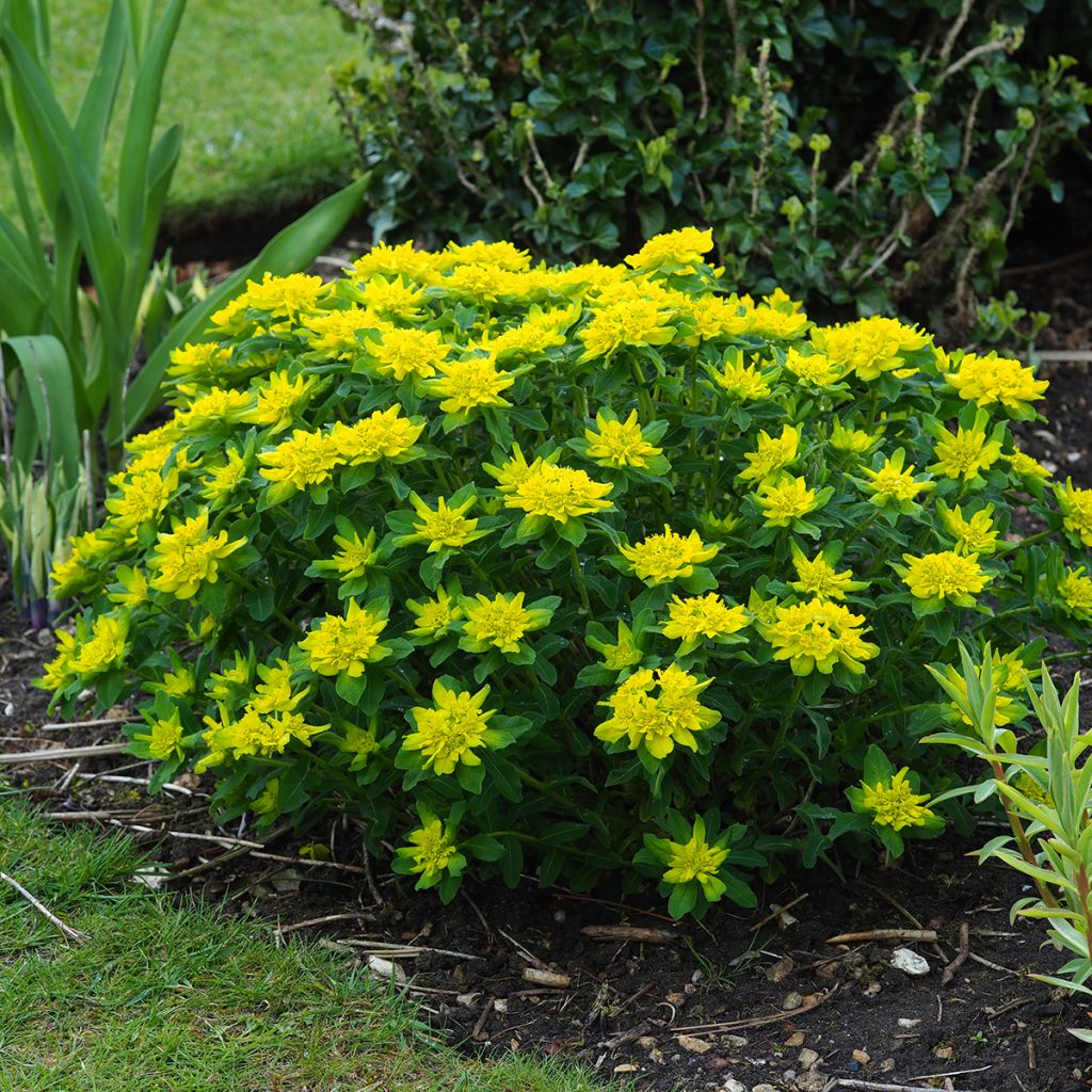 Euphorbia polychroma - Lechetrezna