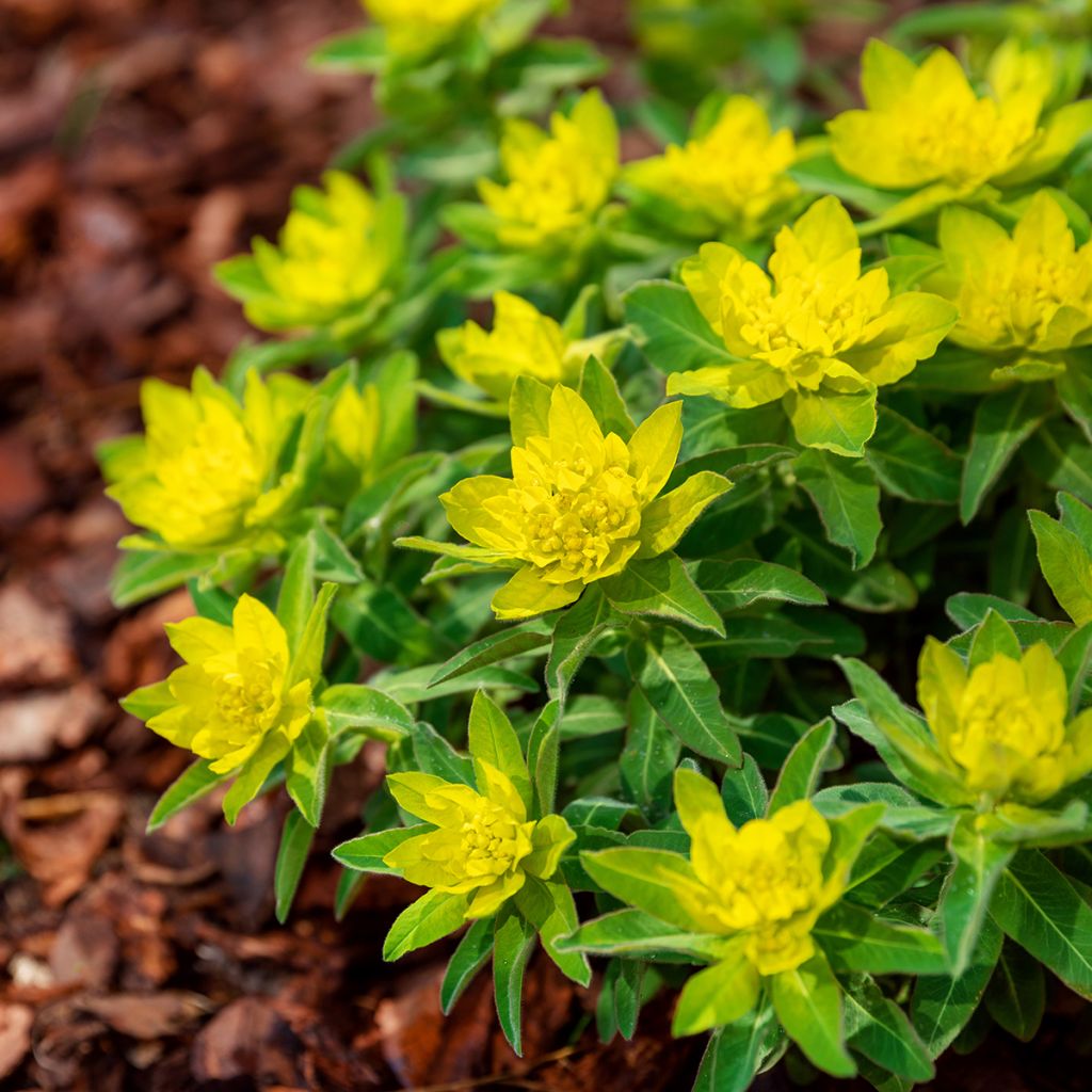 Euphorbia polychroma - Lechetrezna