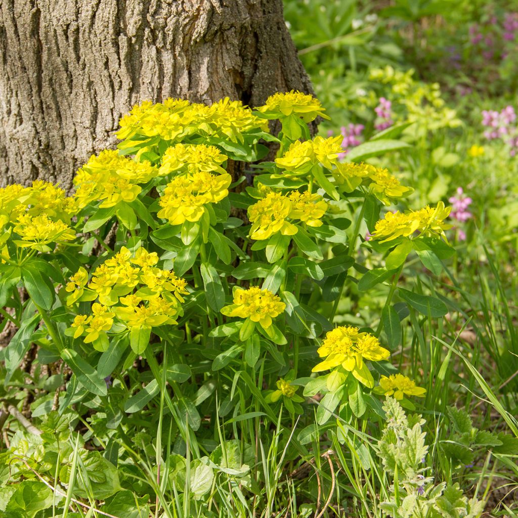 Euphorbia polychroma - Lechetrezna