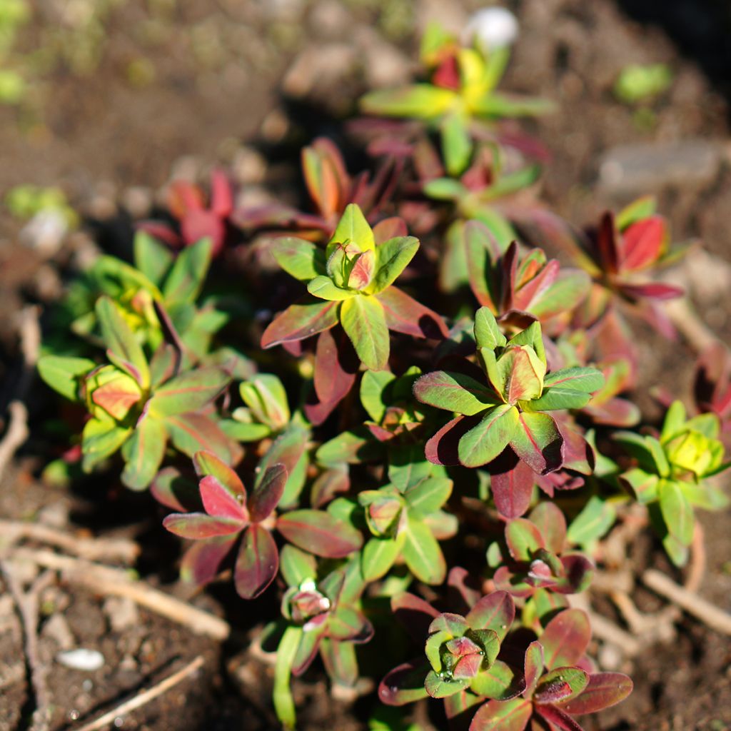 Euphorbia polychroma Purpurea - Lechetrezna