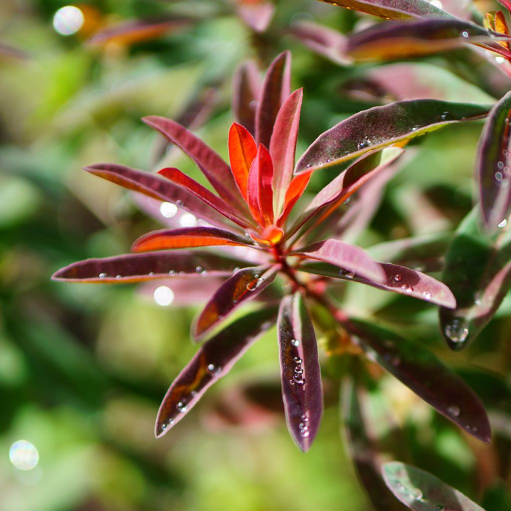 Euphorbia polychroma Purpurea - Lechetrezna