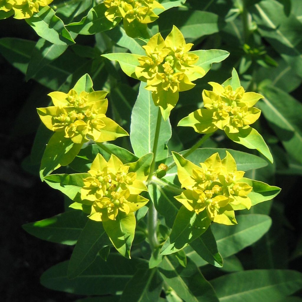 Euphorbia schillingii - Euphorbe schillingii