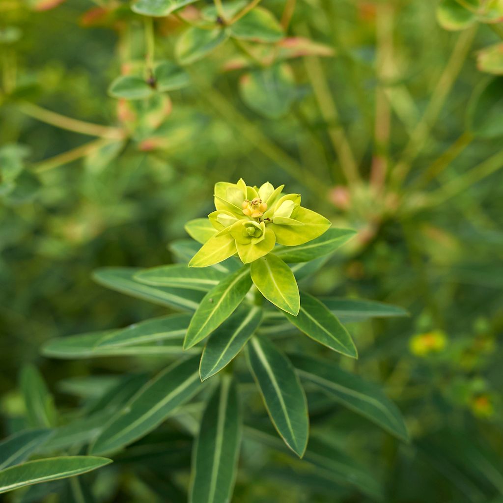 Euphorbia schillingii - Lechetrezna