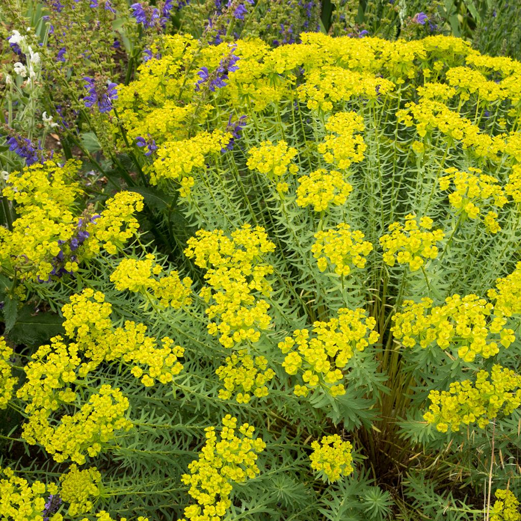 Euphorbia seguieriana subsp. niciciana - Lechetrezna