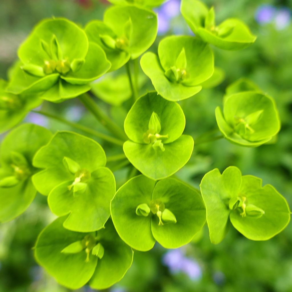 Euphorbia seguieriana subsp. niciciana - Lechetrezna