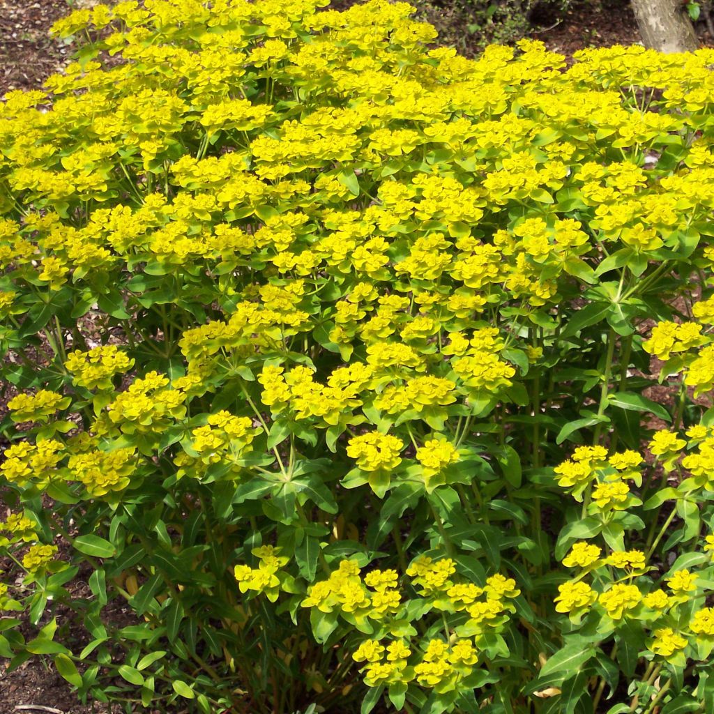 Euphorbia wallichii - Euphorbe