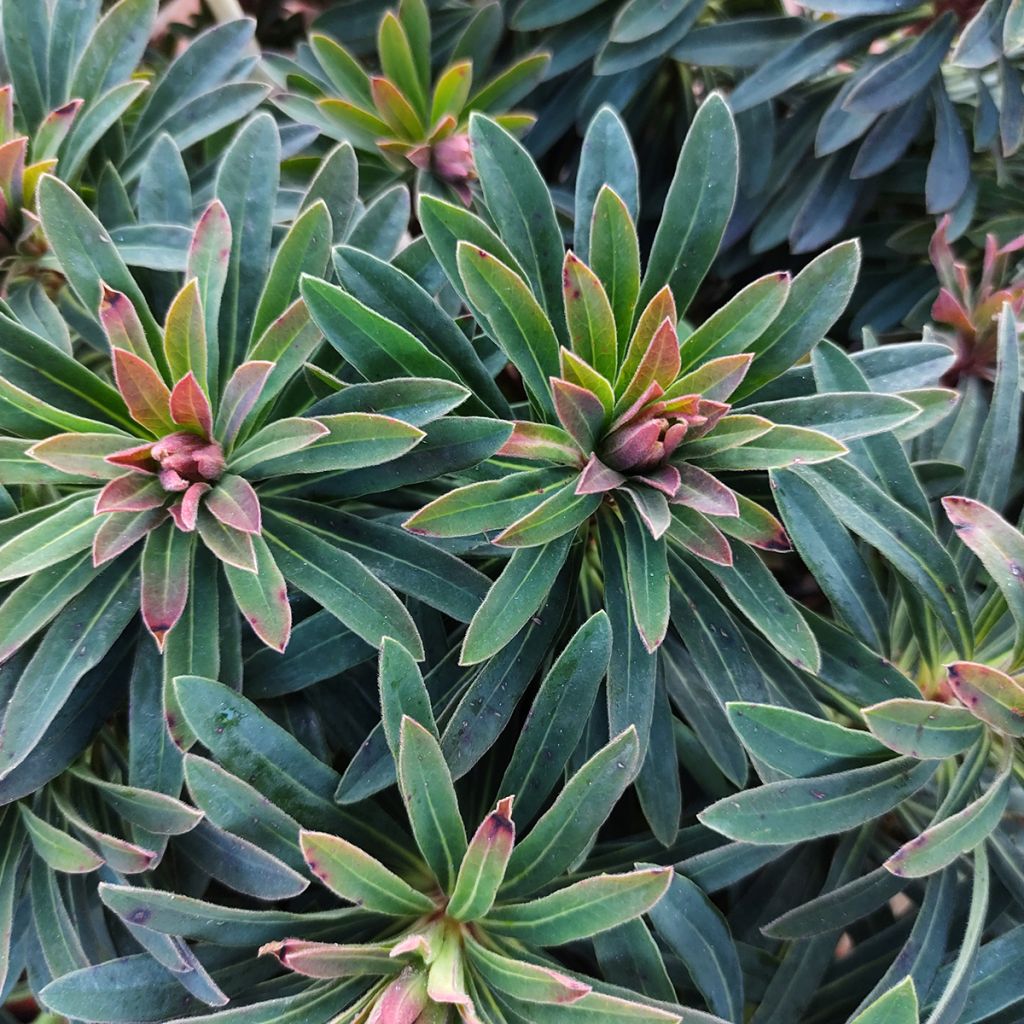 Euphorbia martinii Baby Charm - Lechetrezna