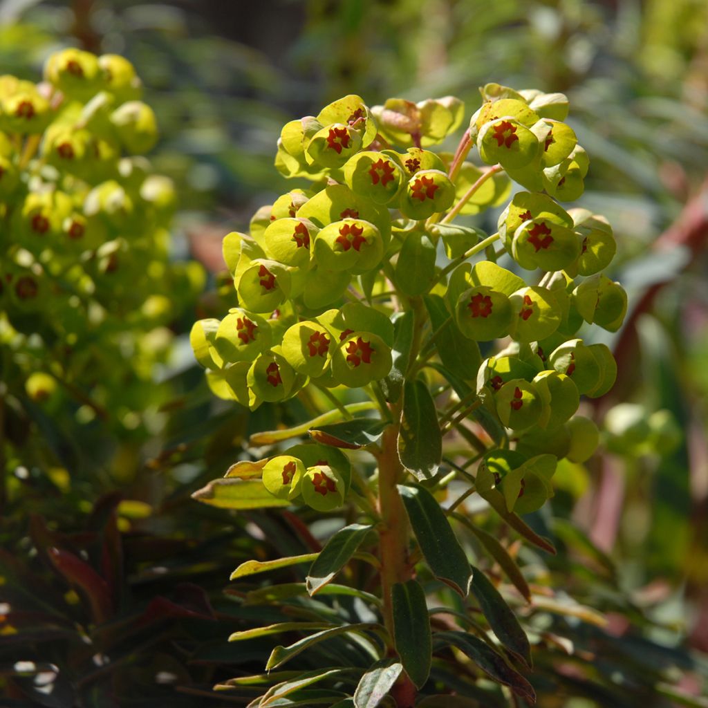 Euphorbia martinii Baby Charm - Lechetrezna