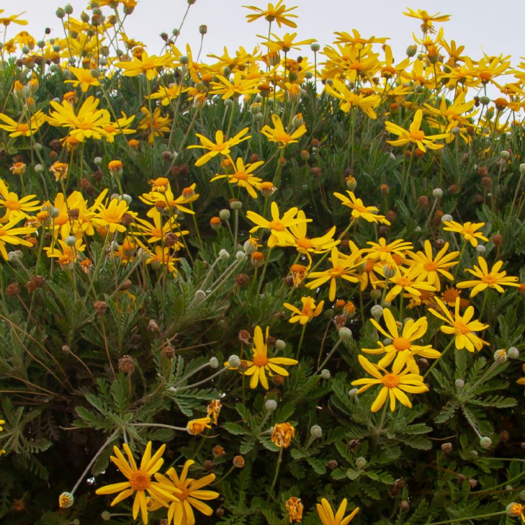 Euryops chrysanthemoides Sonnenschein - Margarita amarilla