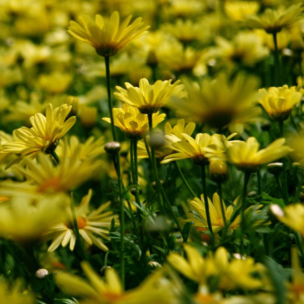 Euryops pectinatus - Euryops pectiné