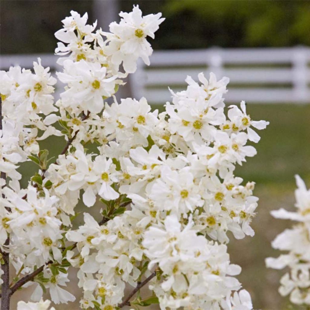 Exochorda macrantha Lotus Moon