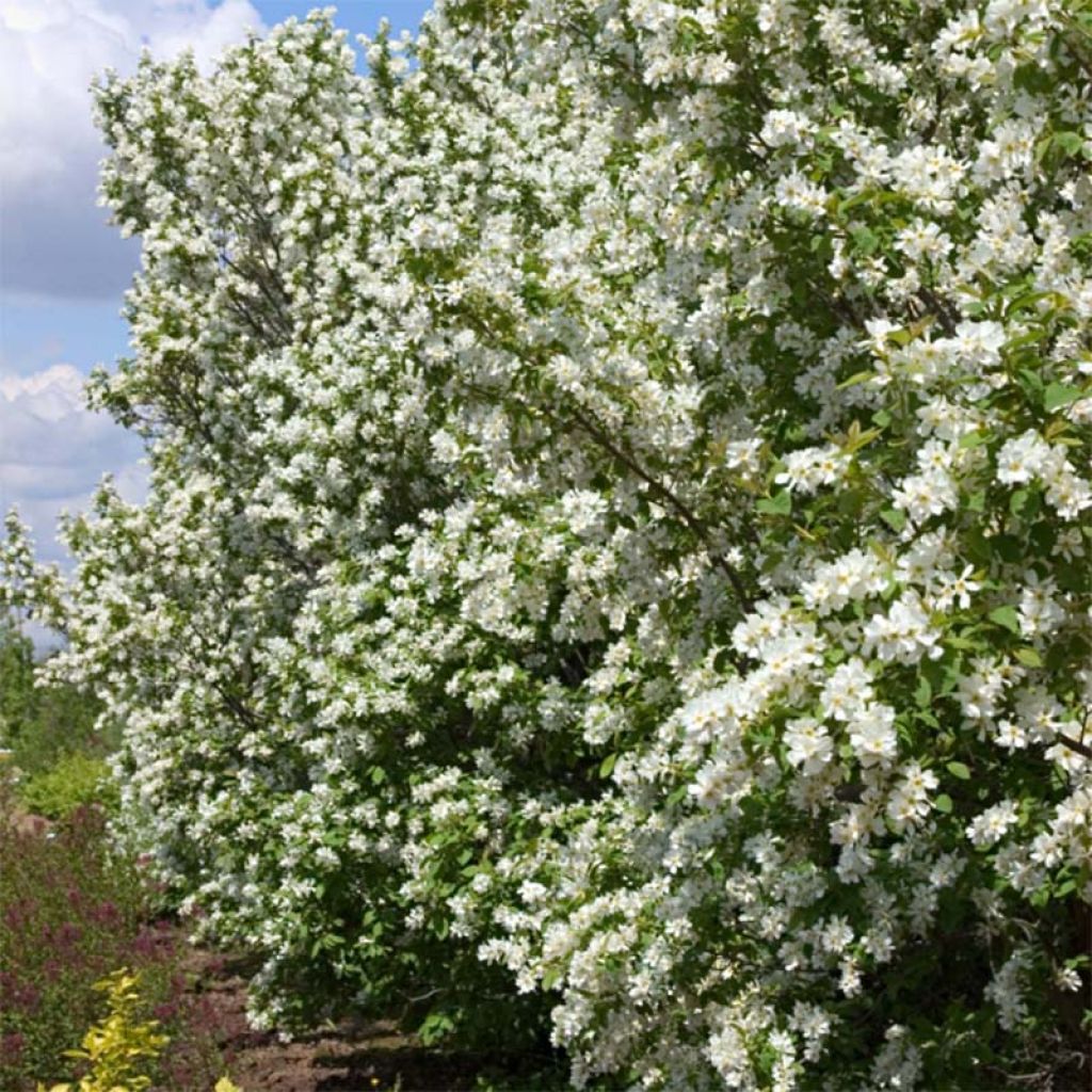 Exochorda macrantha Lotus Moon