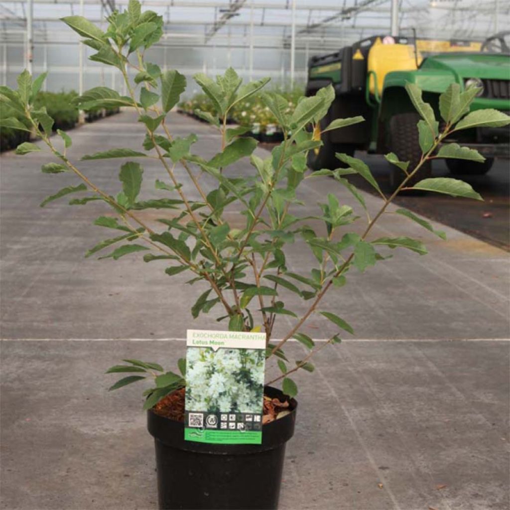 Exochorda macrantha Lotus Moon