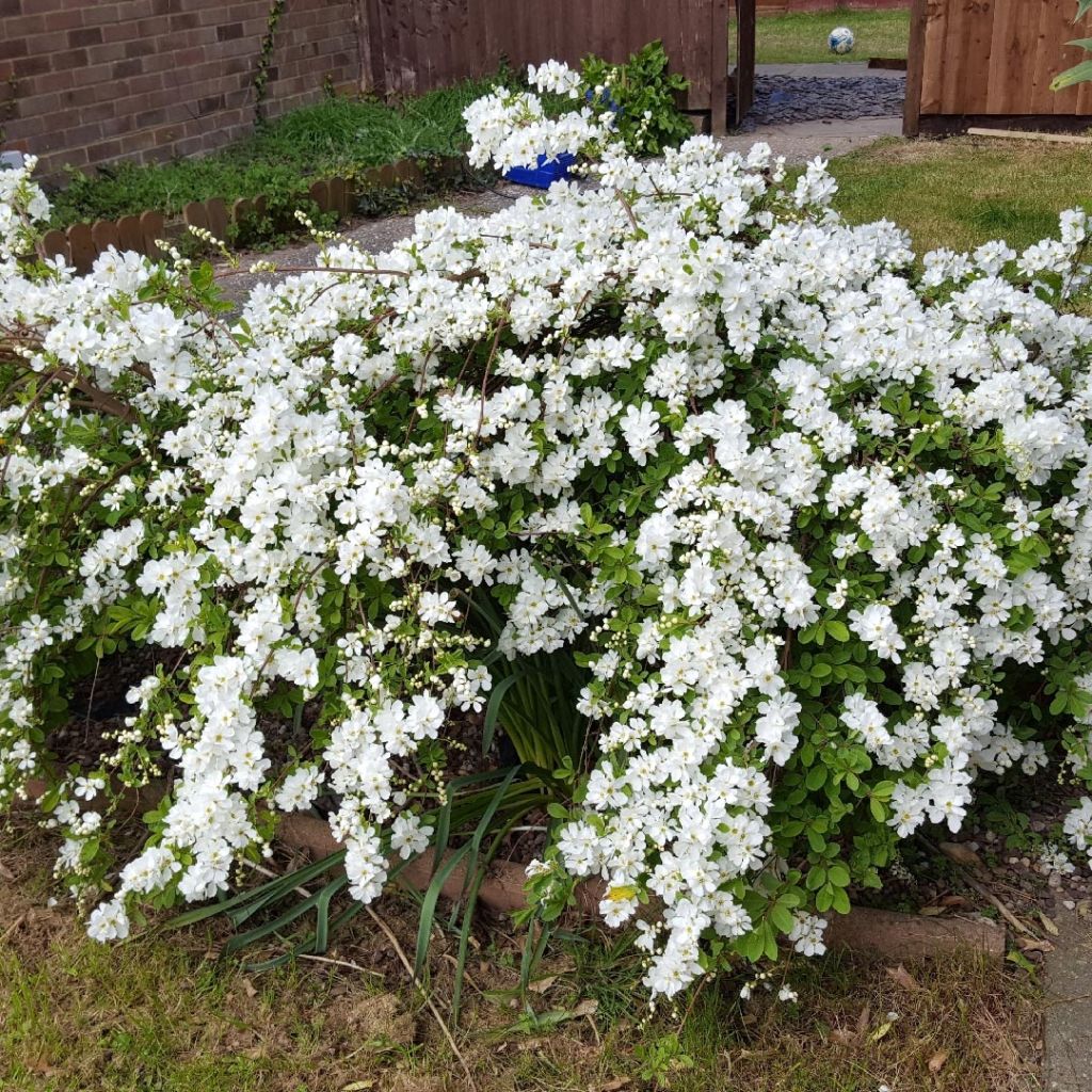 Exochorda serratifolia Snow White - Arbre aux perles