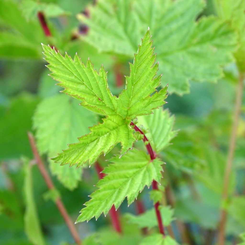 Filipendula ulmaria - Reina de los prados