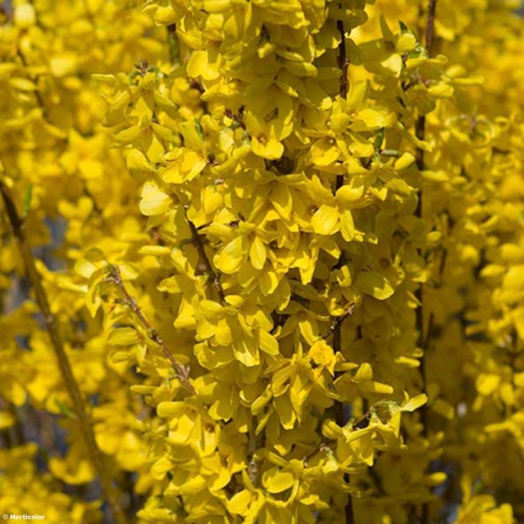 Forsythia intermedia Week-end - Mimosa de Paris