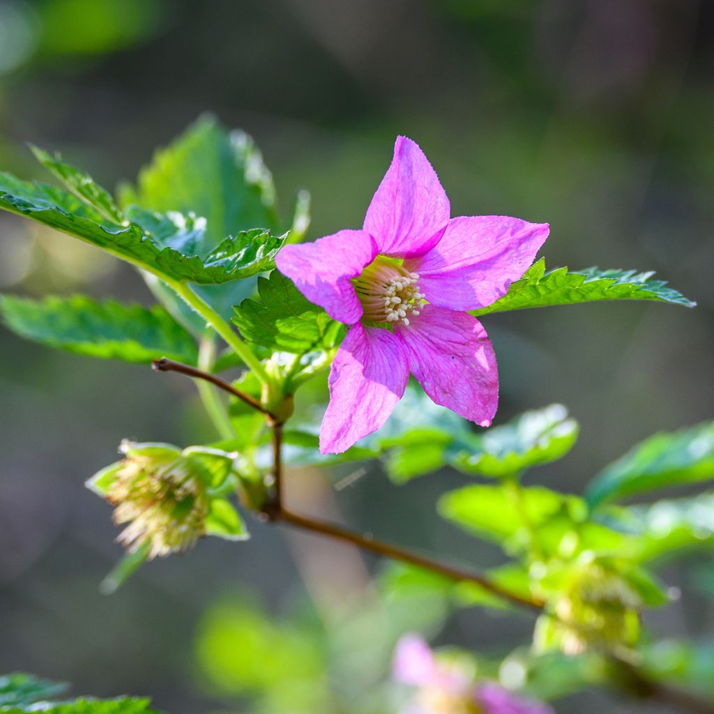 Rubus spectabilis Pacific Rose - Zarza del salmon