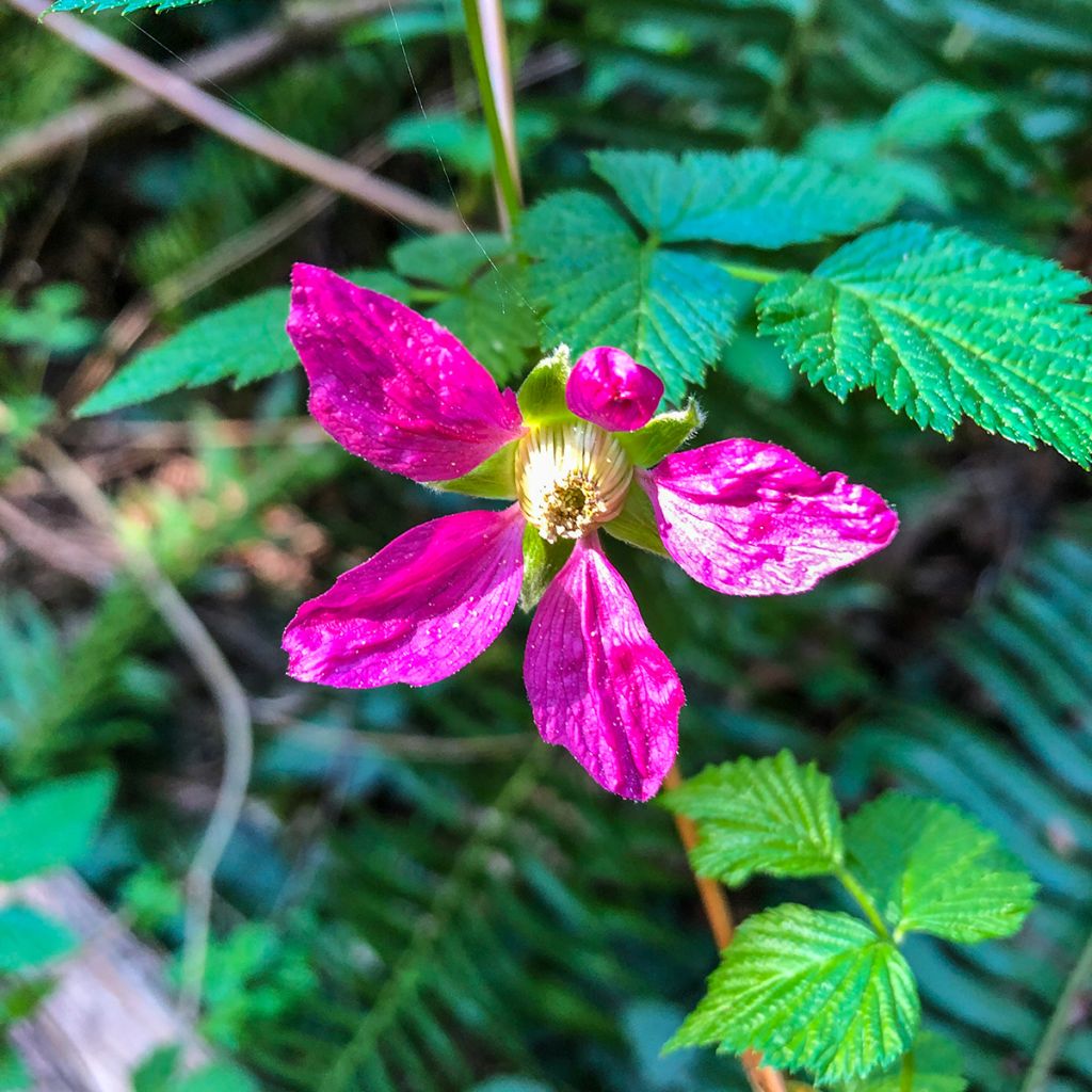 Rubus spectabilis Pacific Rose - Zarza del salmon