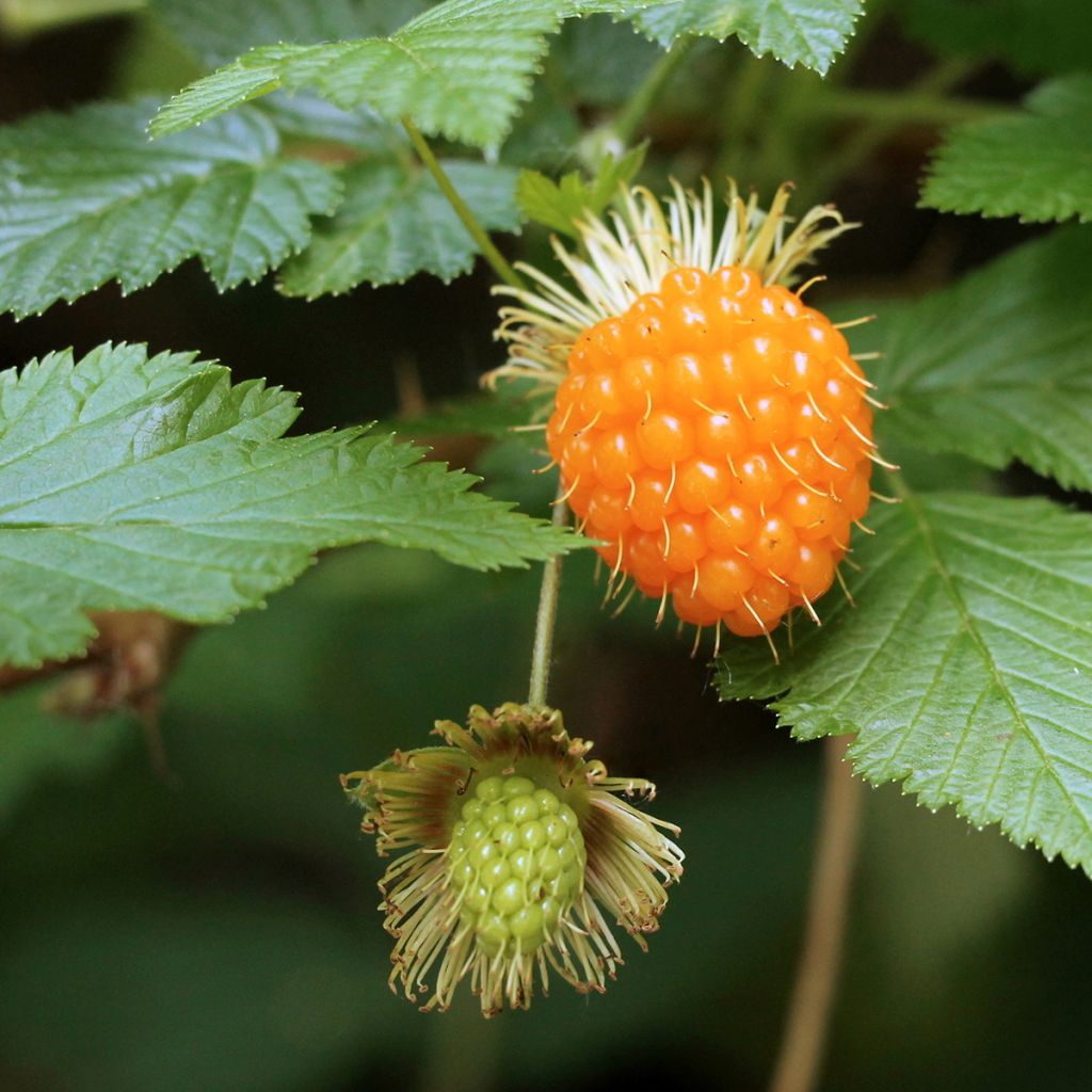 Rubus spectabilis Pacific Rose - Zarza del salmon