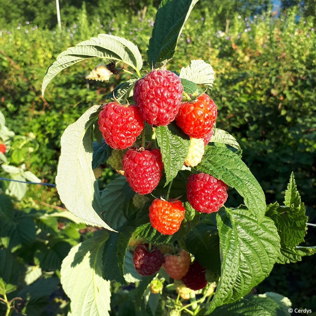 Frambuesa Primeberry Autumn Fleshy