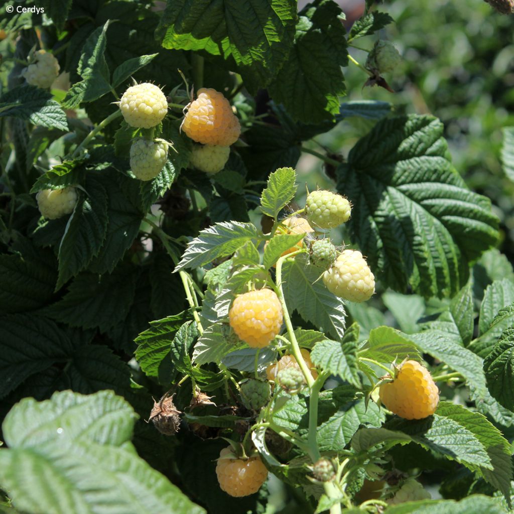 Frambuesa Schlaraffia Golddigger