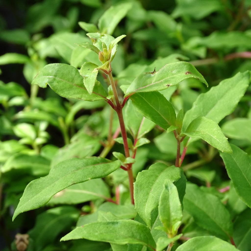 Fuchsia magellanica