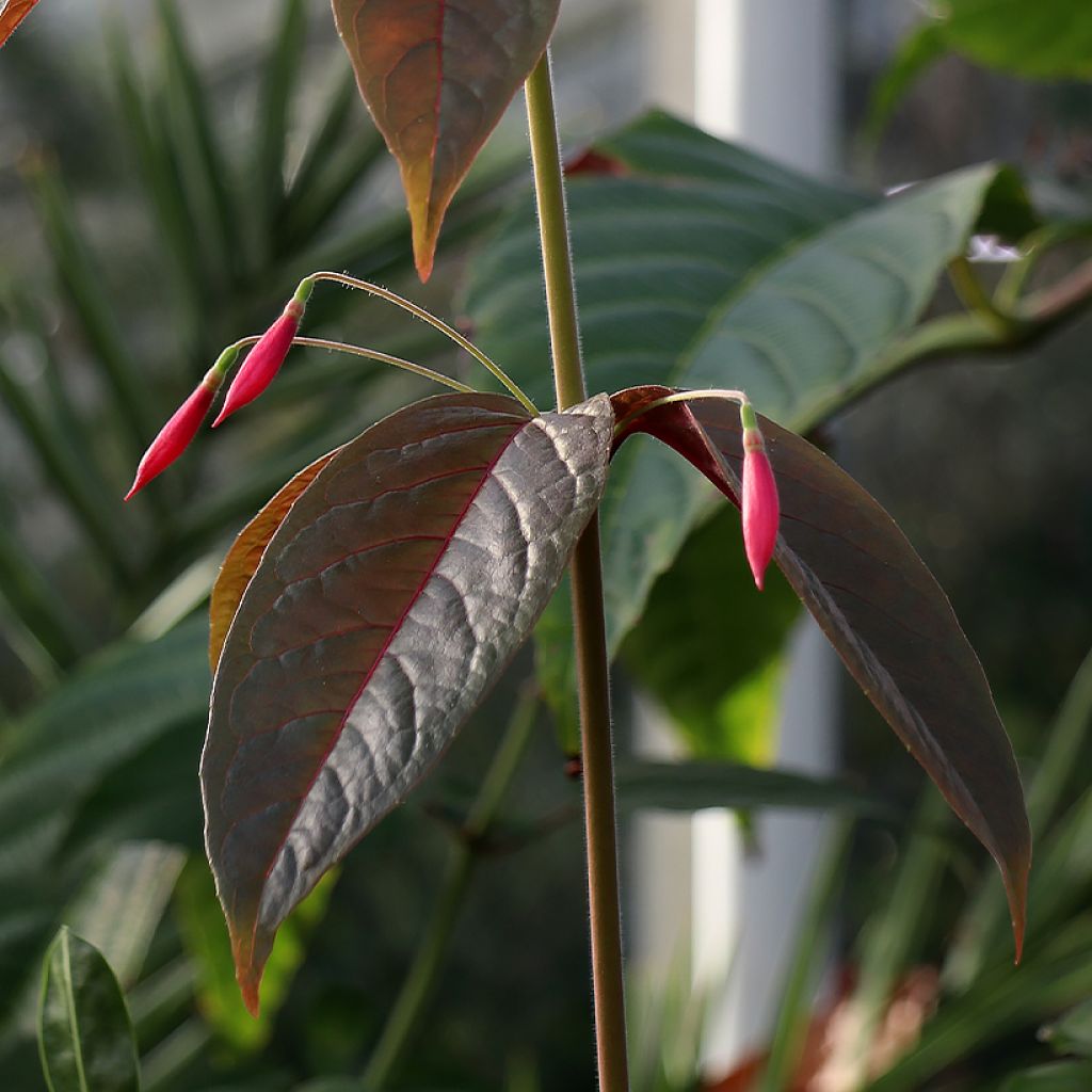 Fucsia alpestris Grimpant