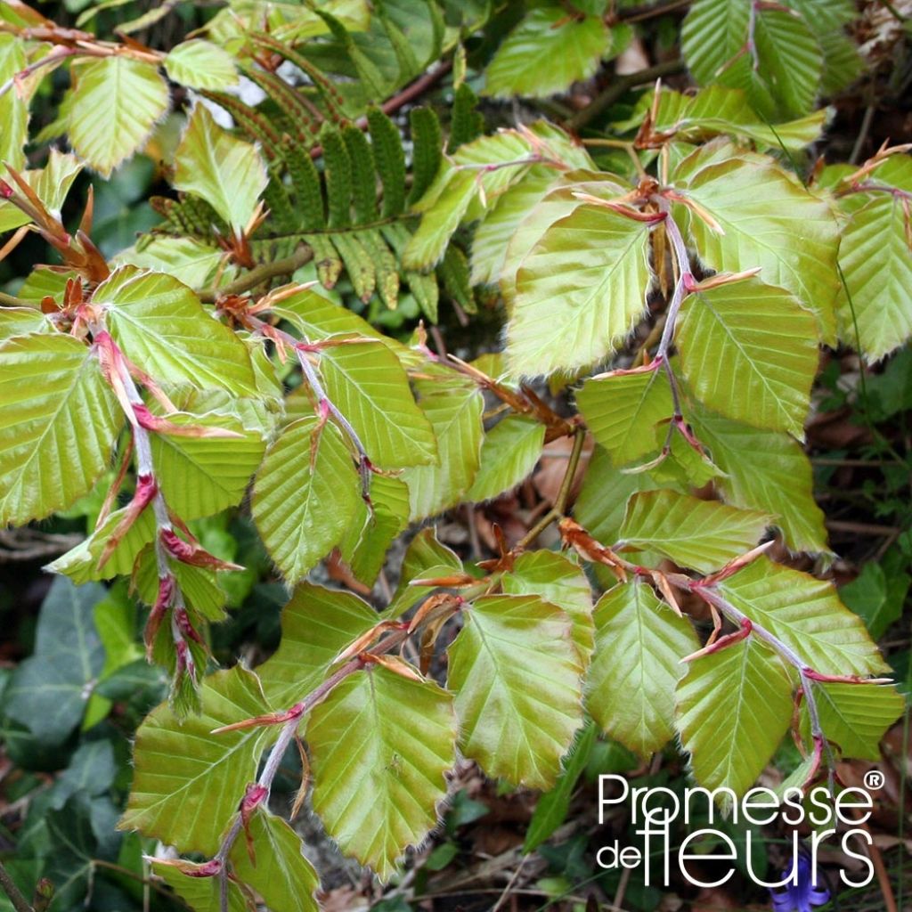 Fagus sylvatica - Haya común