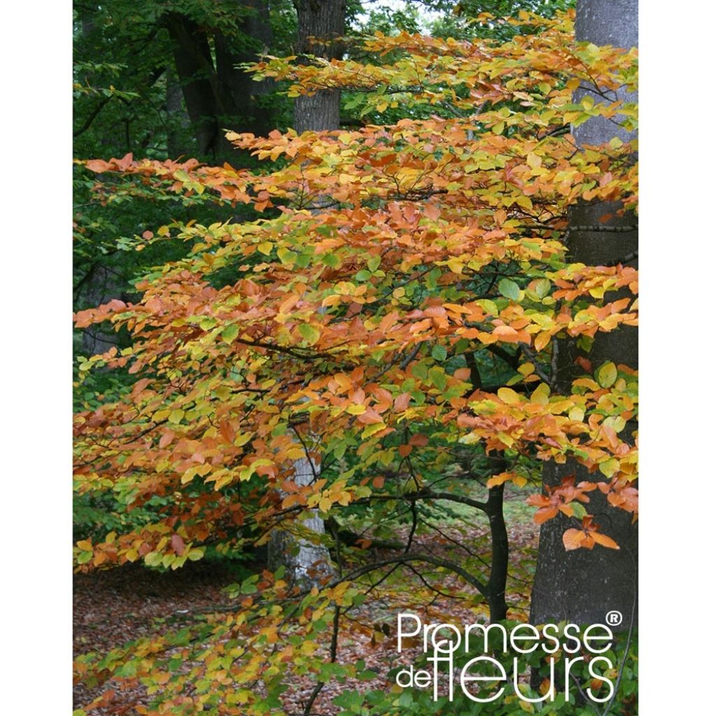 Fagus sylvatica - Haya común