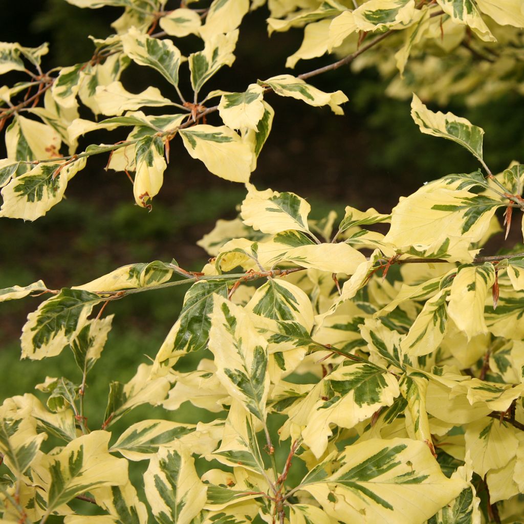 Haya común Albomarginata - Fagus sylvatica