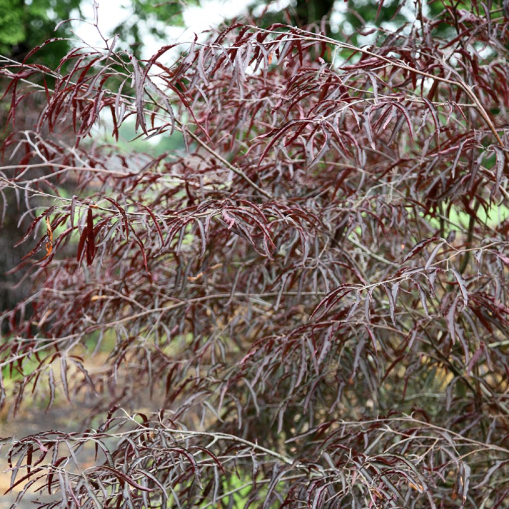 Haya común Ansorgei - Fagus sylvatica