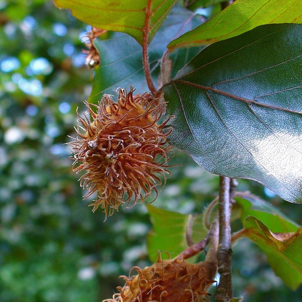 Fagus sylvatica Atropurpurea - Haya roja