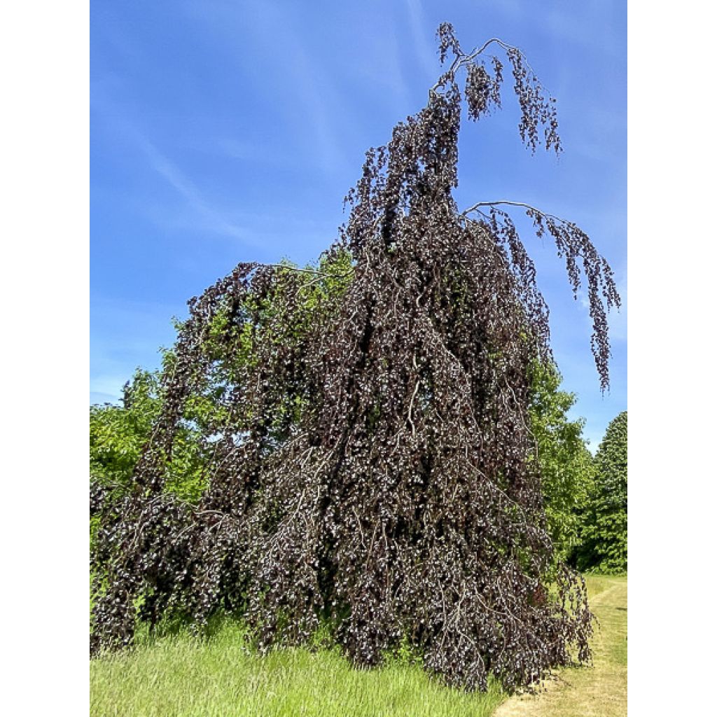 Haya común Black Swan - Fagus sylvatica