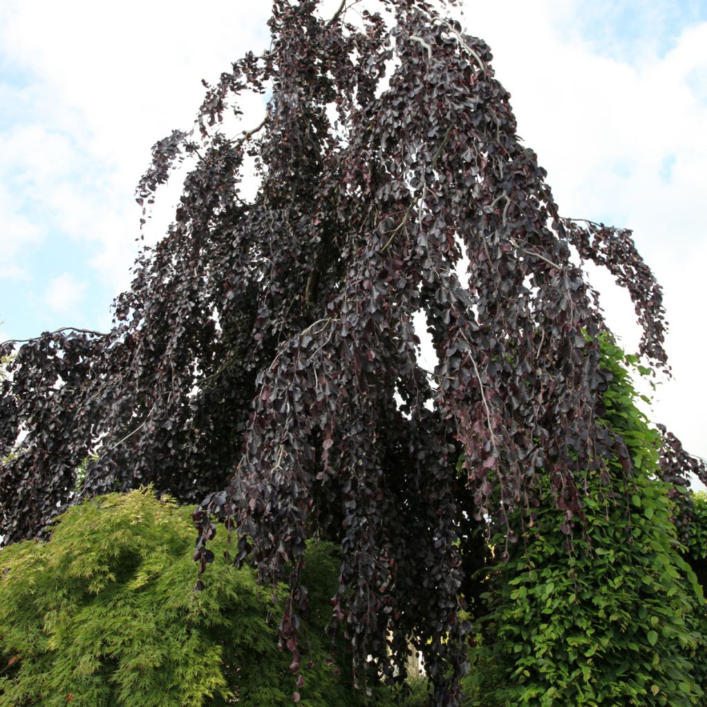 Haya común Black Swan - Fagus sylvatica