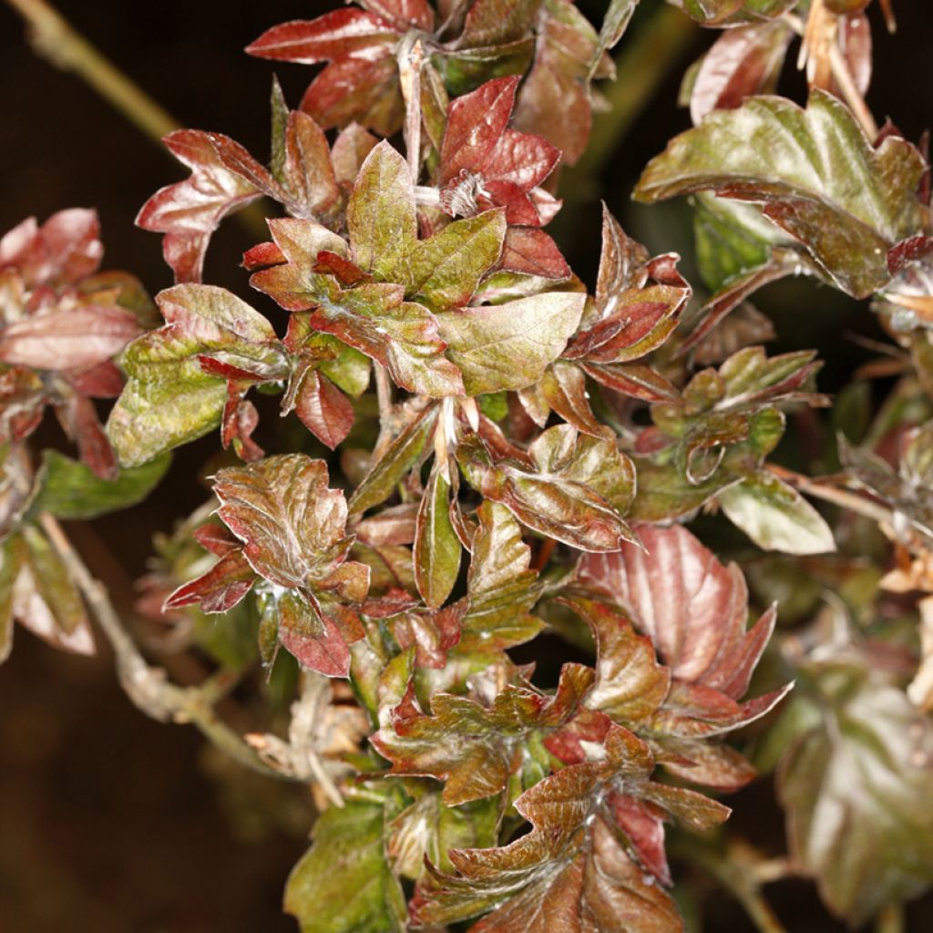 Haya común Brathay's Purple - Fagus sylvatica