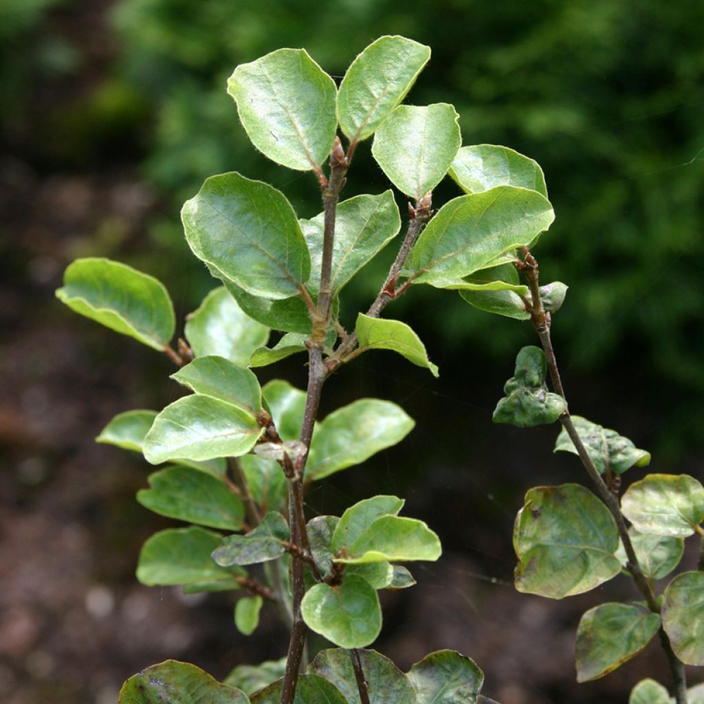 Haya común Cockleshell - Fagus sylvatica